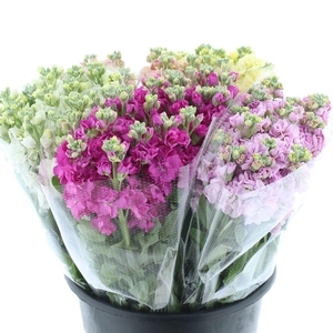 Matth Iron Mix In Fust Super