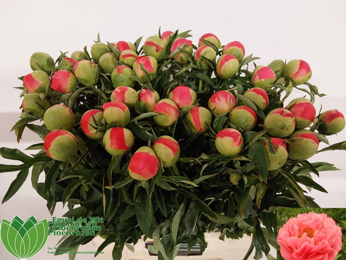 <h4>PAEO CORAL SUNSET</h4>