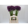 Allium Jackpot
