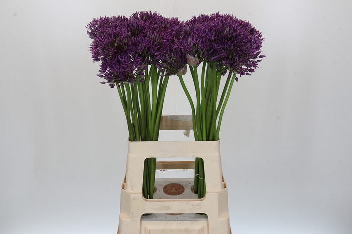 Allium Jackpot