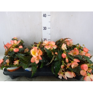 Begonia boliv. 'Angel Orange'