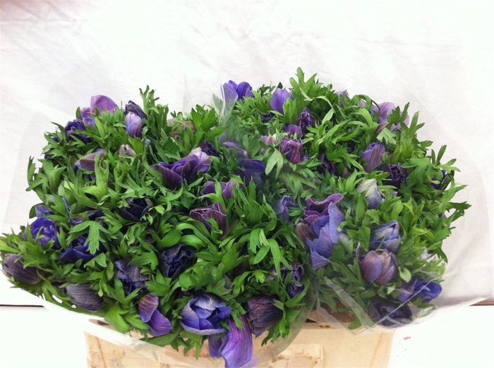 <h4>Anem Mistral Blue</h4>