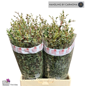 EUC PARVIFOLIA P BS