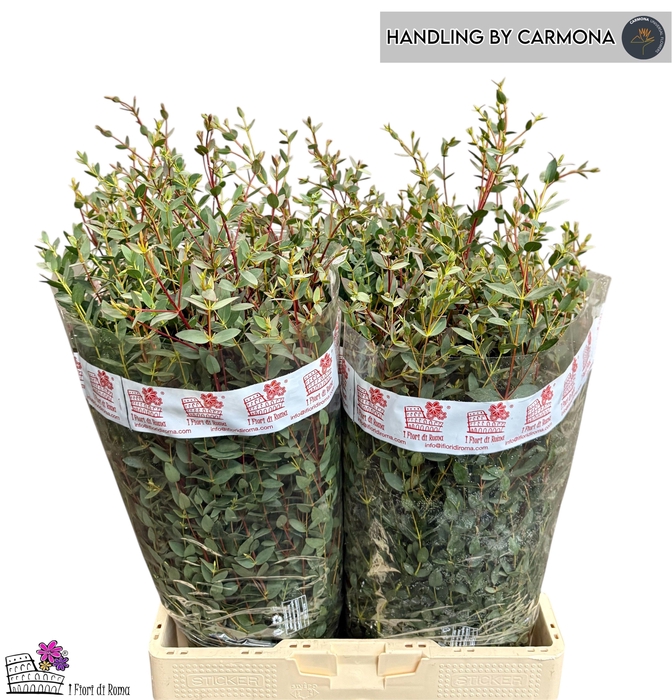<h4>EUC PARVIFOLIA P BS</h4>