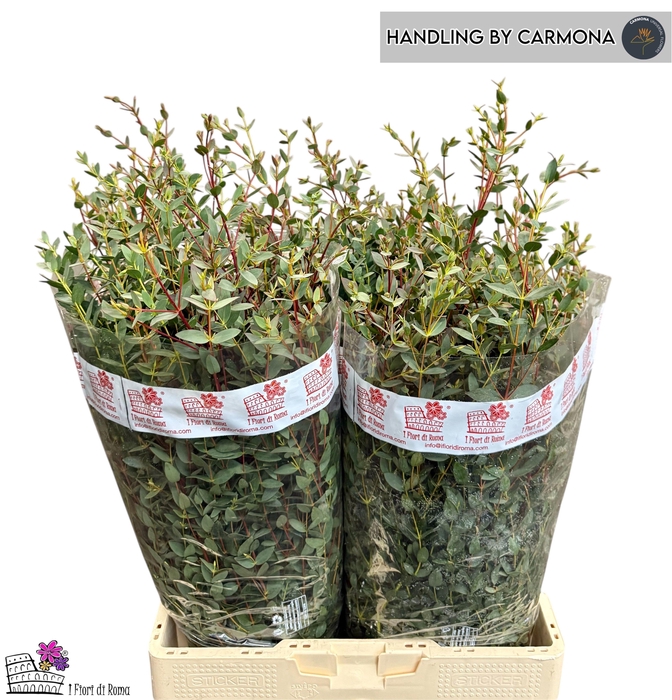 <h4>EUC PARVIFOLIA P BS</h4>