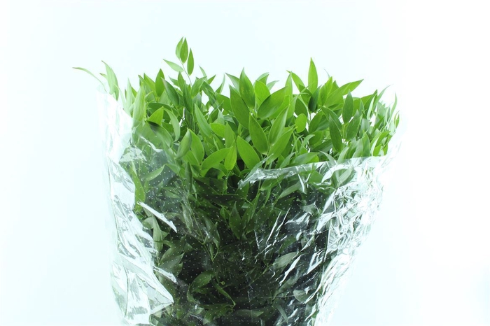 <h4>Ruscus Italy 200 Gram</h4>