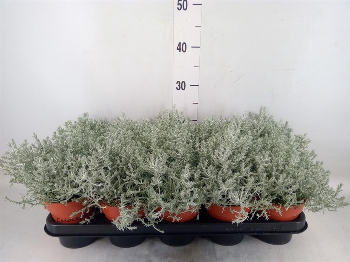 <h4>Leucophyta brownii</h4>