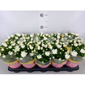 Chrysanthemum  'Brave'