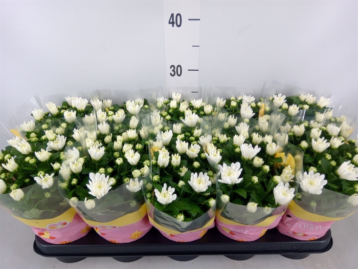 <h4>Chrysanthemum  'Brave'</h4>