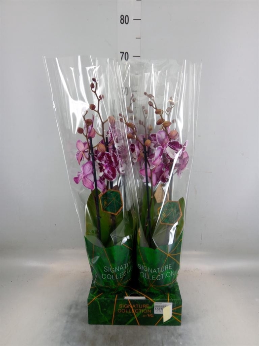 <h4>Phalaenopsis ...</h4>