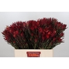 Leucadendron Blush Spray