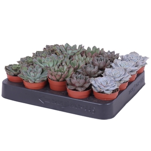 Echeveria mix 5,5 cm