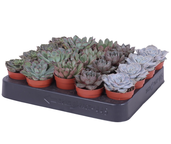 <h4>Echeveria mix 5,5 cm</h4>