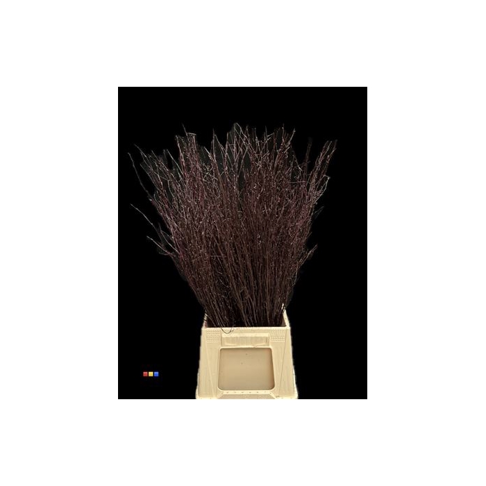 <h4>Betula / Berkentak Aubergine</h4>