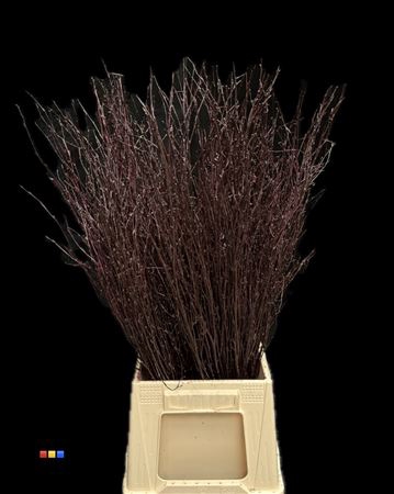 <h4>Betula / Berkentak Aubergine</h4>