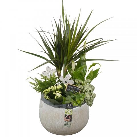 <h4>CC262 Arrangementen kamerplanten</h4>
