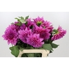 Dahlia Cafe Au Lait Rose
