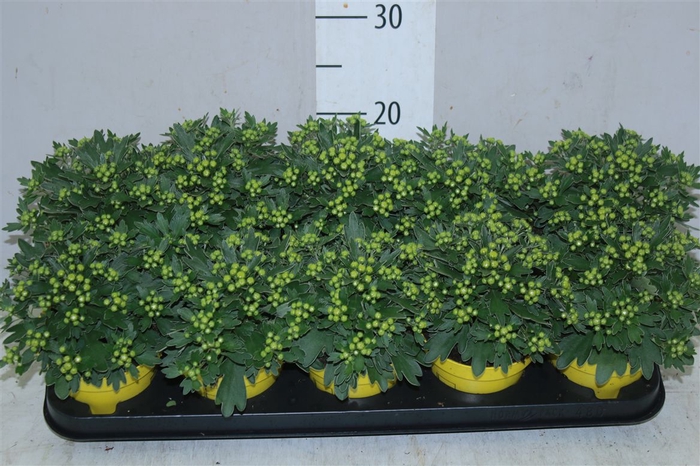 <h4>Ajania P Yellow</h4>