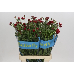 Ranunculus Butterfly Hades