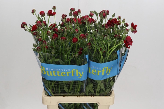 <h4>Ranunculus Butterfly Hades</h4>