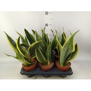 Sansevieria trifa. 'Futura Superba'
