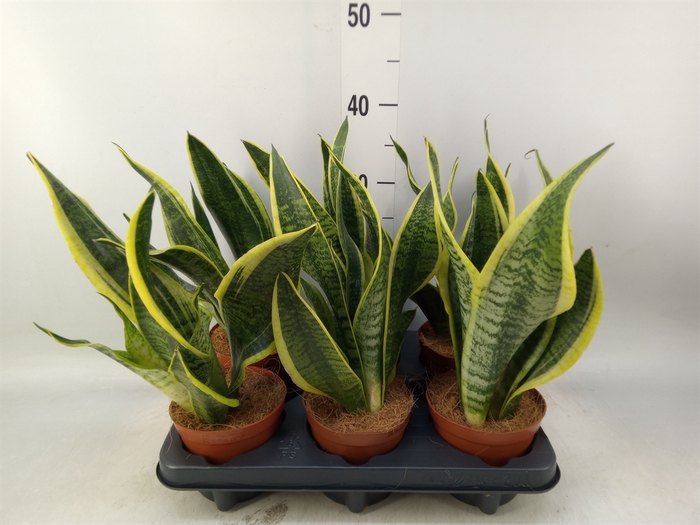 <h4>Sansevieria trifa. 'Futura Superba'</h4>