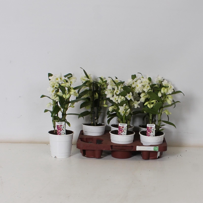 <h4>DENDR N SC APOLLON</h4>