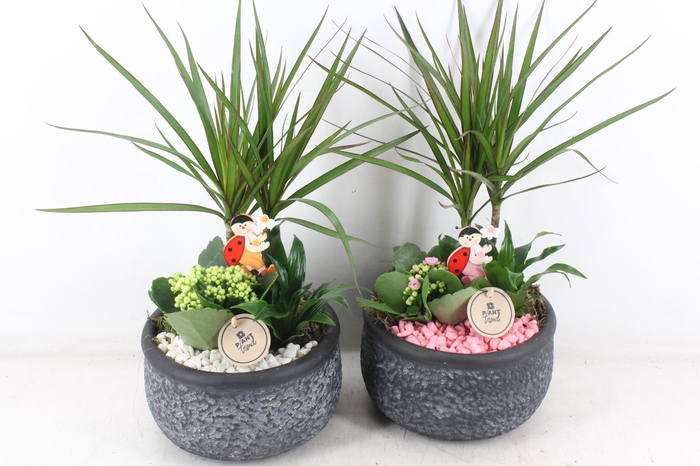 <h4>arr2 PL - Barok black 401/2 - roze/wit</h4>