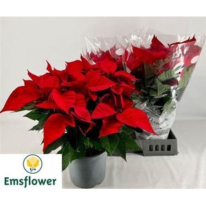 ** Euphor P Chr F Red 8+ P22 * Autumn Promo *