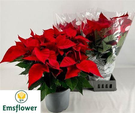 <h4>Euphor P Chr F Red 8+</h4>