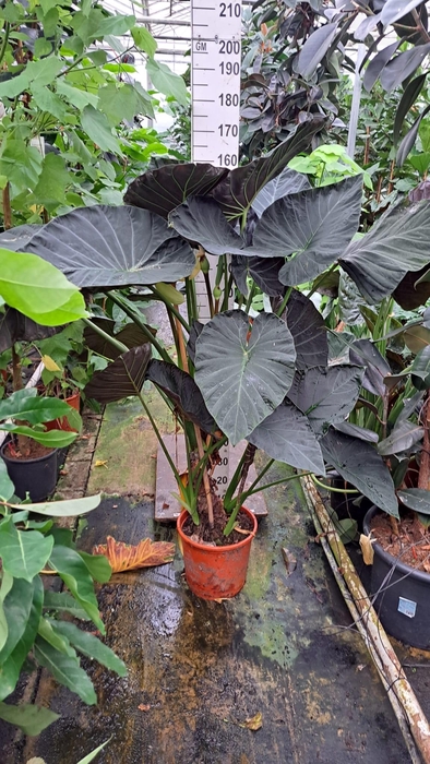 <h4>Alocasia Regal Shields bush XL 150</h4>