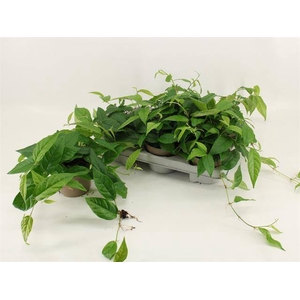FICUS SAGITTATA