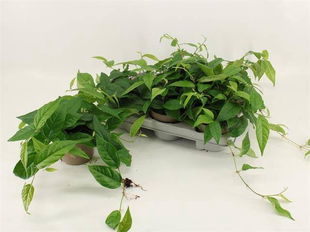<h4>FICUS SAGITTATA</h4>