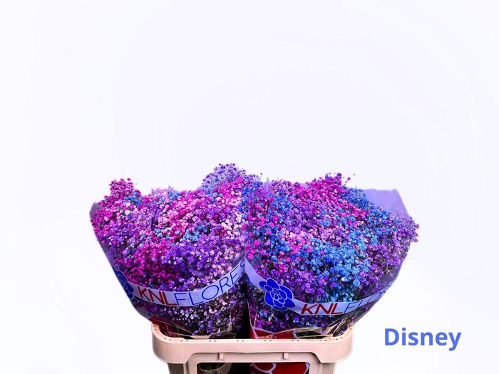 <h4>GYPS RAINBOW BERRY</h4>