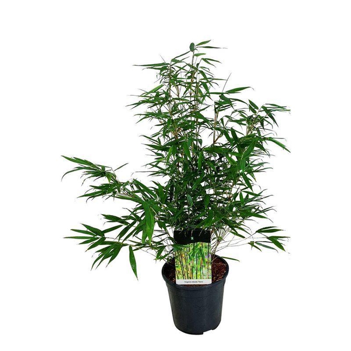 <h4>Fargesia robusta 'Tauro'</h4>