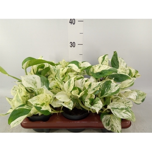 Epipremnum pinn. 'Happy Leaf'
