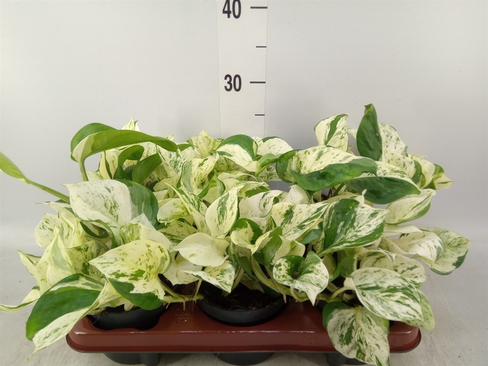 <h4>Epipremnum pinn. 'Happy Leaf'</h4>