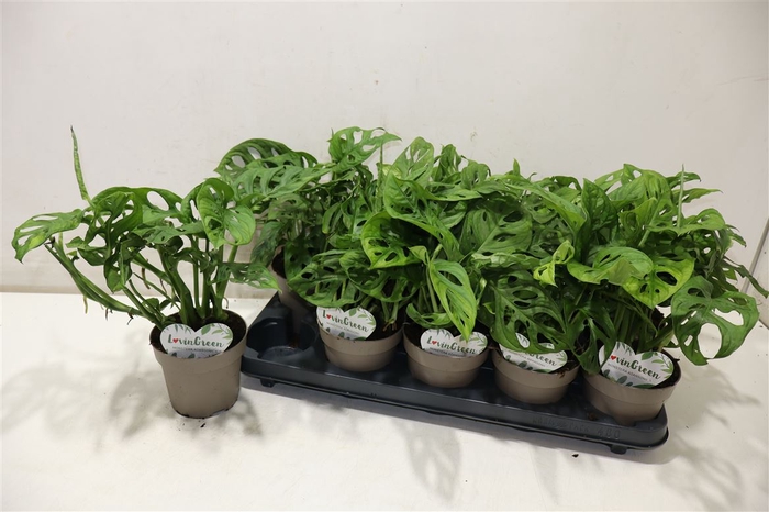 <h4>Monstera Adansonii</h4>