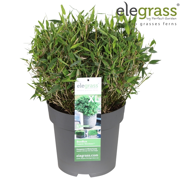 <h4>Fargesia 'Moontears'® Boobux P29</h4>