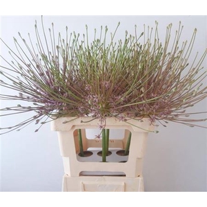 Allium Schubertii