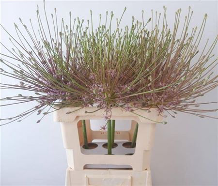 Allium Schubertii