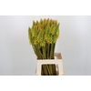 Kniphofia Eycone Yellow