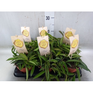 Hoya wayetii