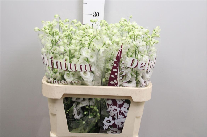 <h4>Delph Du Dewi Rocket</h4>