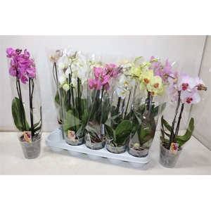 Phal Gem