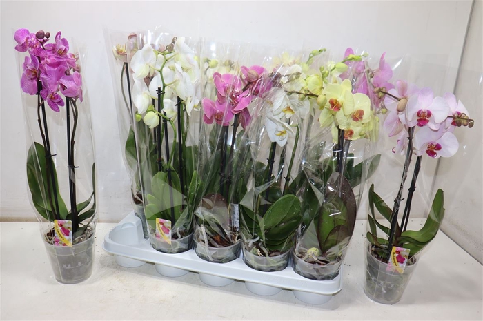 <h4>Phal Gem</h4>