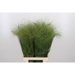 Panicum Fountain