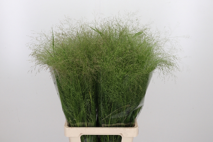 <h4>Panicum Fountain</h4>