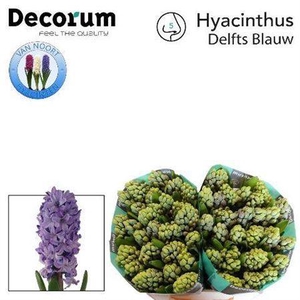 Hyac Delft Blue