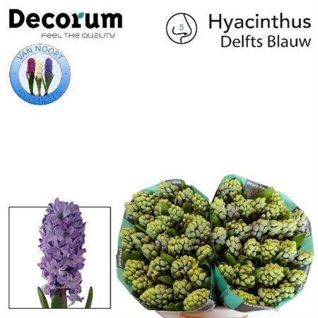 <h4>Hyac Delft Blue</h4>